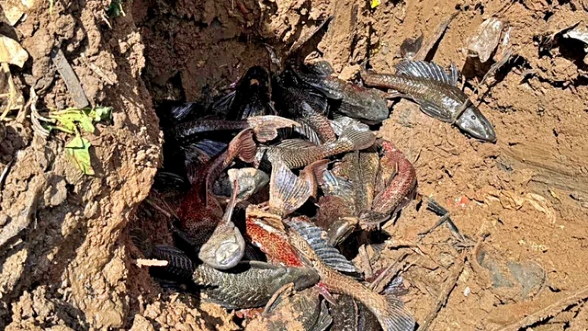 MUI Kritik Cara Pemusnahan Ikan Sapu-Sapu di Jakarta,  Pramono Janji Perbaiki Metode