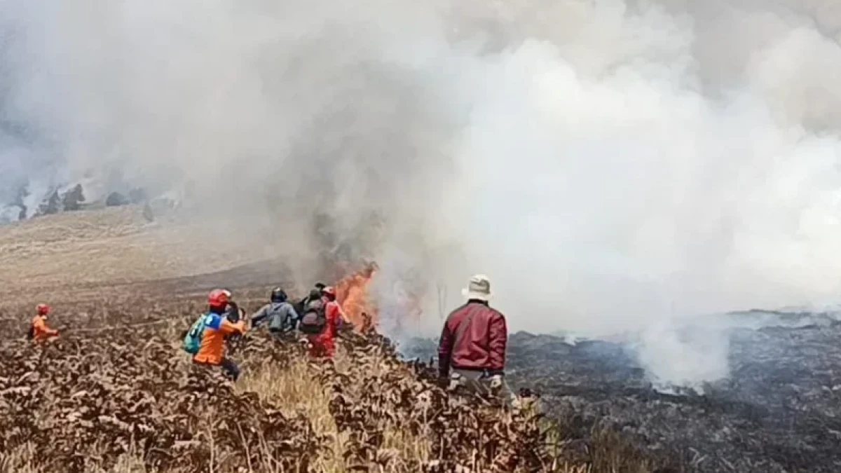 Karhutla di Bromo Makin Meluas, Satwa Liar Kehilangan Habitat