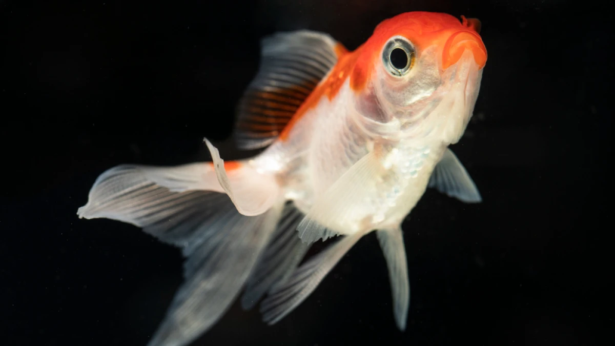 Bagaimana Hukum Makan Ikan Hidup-hidup seperti Kuliner Yin Yang Fish?