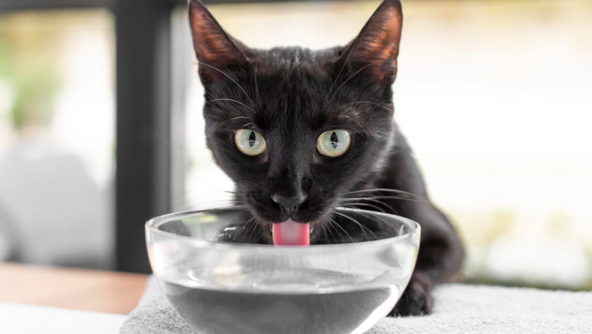 Air Bekas Jilatan Kucing, Najis atau Suci?