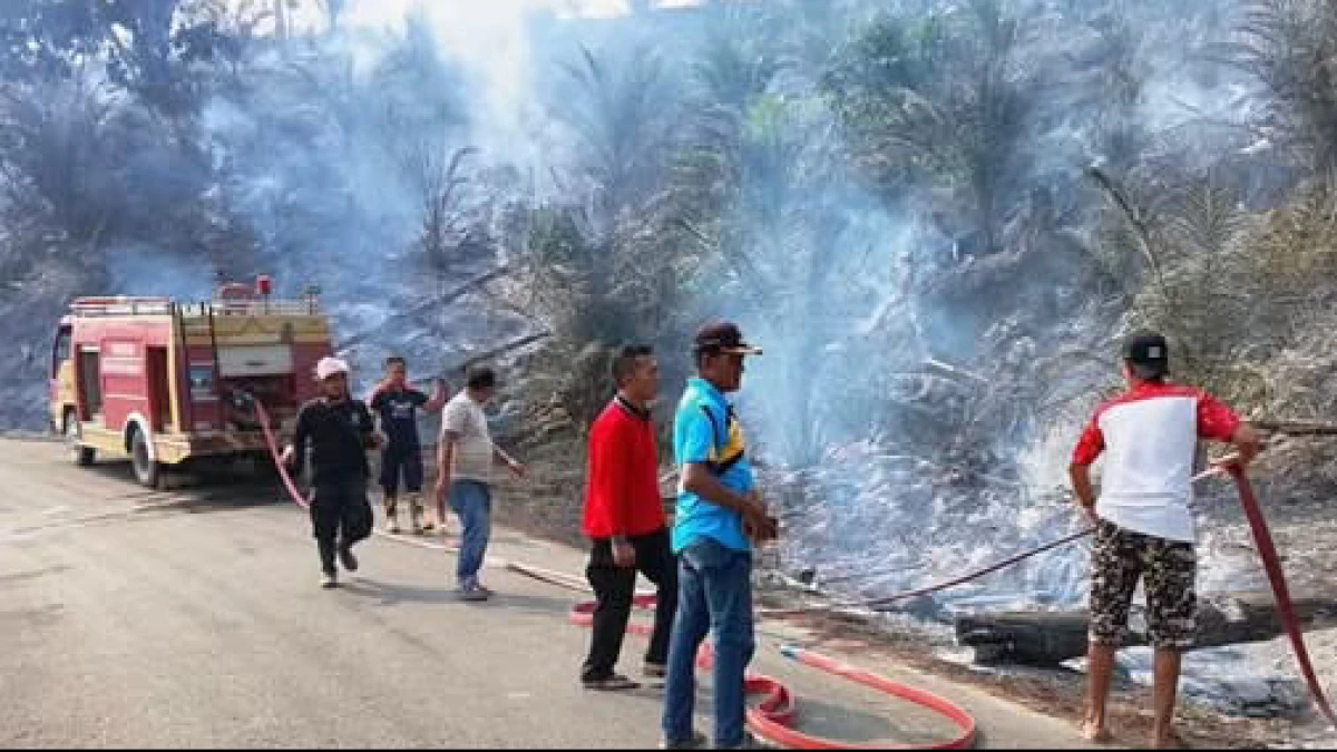 Mengapa Lahan Bekas Karhutla Tidak Bisa Sembarang Ditanami Sawit?