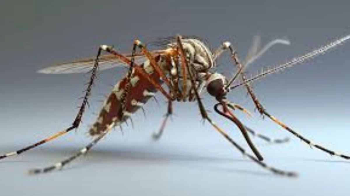 Kenali Ciri-ciri Nyamuk Aedes Aegypti Penyebab DBD yang Rawan di Musim Hujan