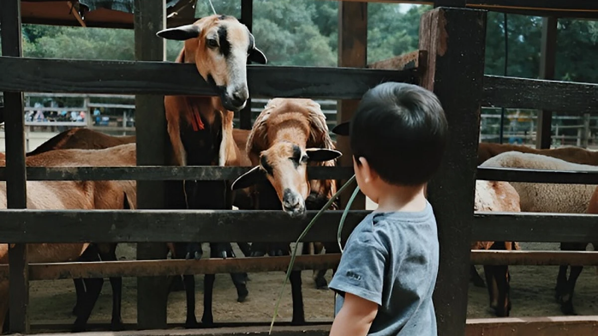 Mengapa Akikah Anak Laki-laki Dua Ekor Kambing dan Perempuan Hanya Satu?
