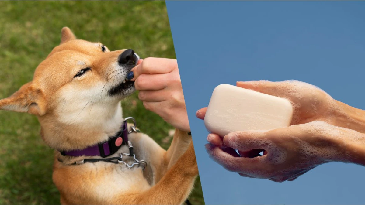 Sabun Bisa Ganti Debu Tanah untuk Bersuci dari Najis Anjing?
