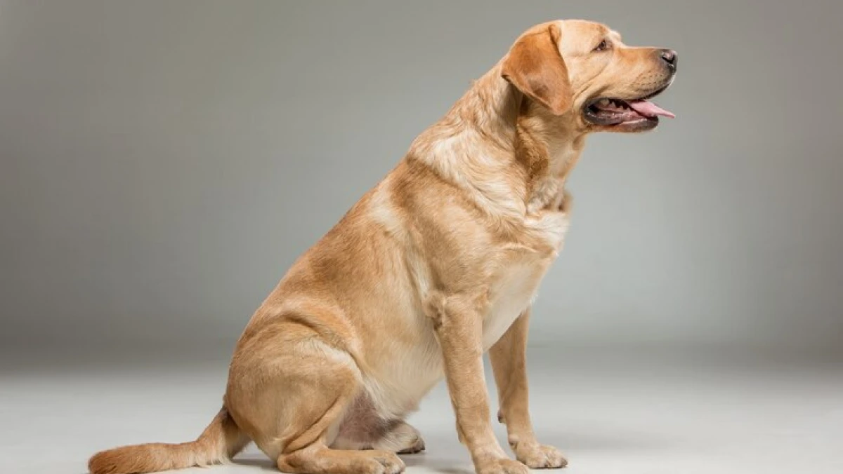 Bolehkah Orang Islam Memelihara Anjing?