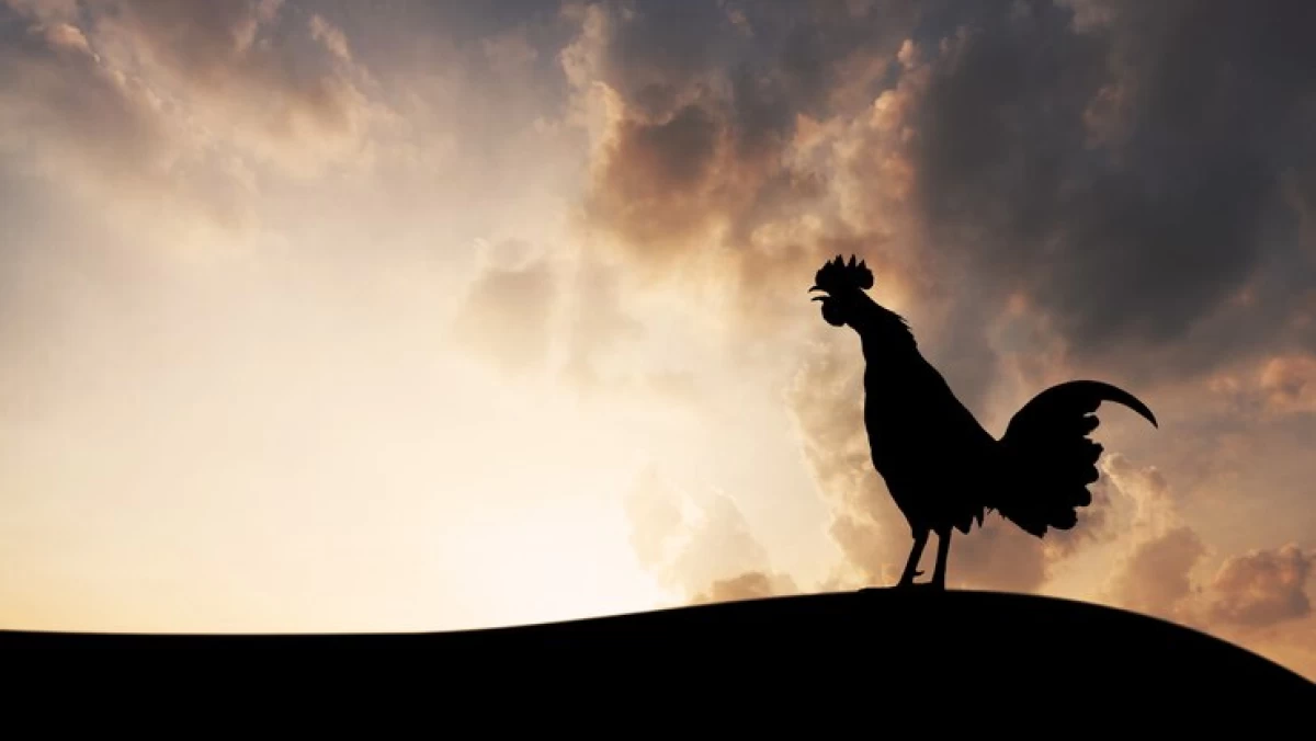 Ayam Jago selalu Berkokok saat Terbit Fajar: Ini Rahasia dan Doanya