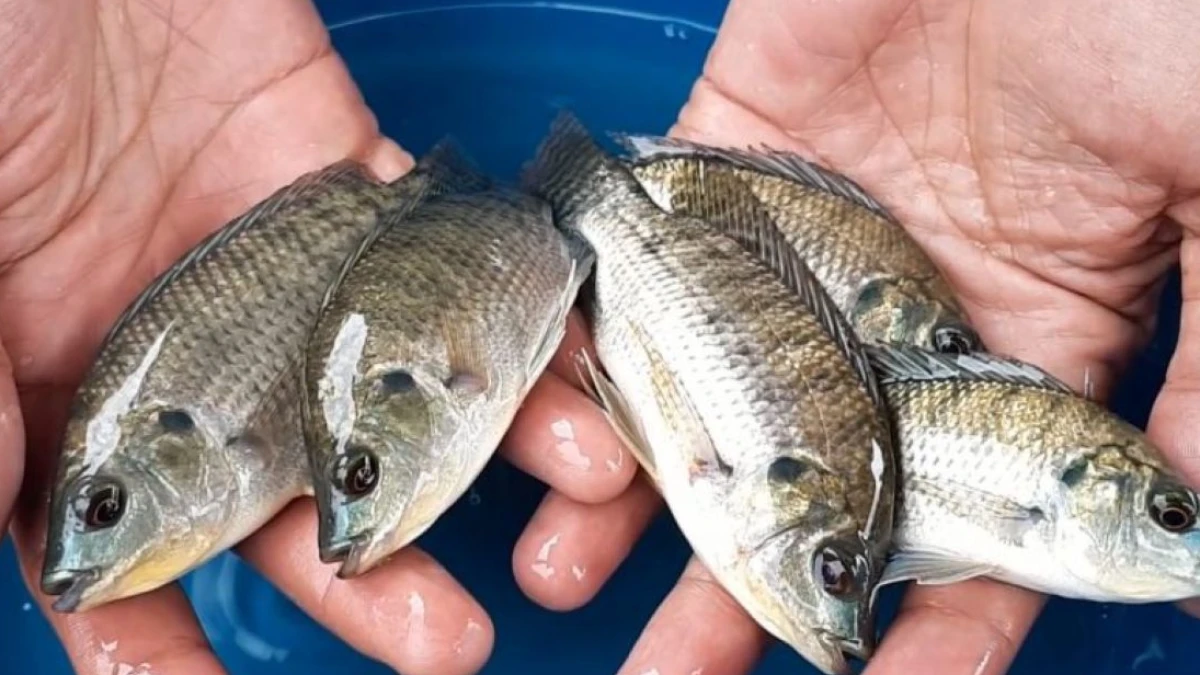 Bukan Hanya Sapu-sapu, Inilah Ikan Invasif yang Merusak Perairan Indonesia