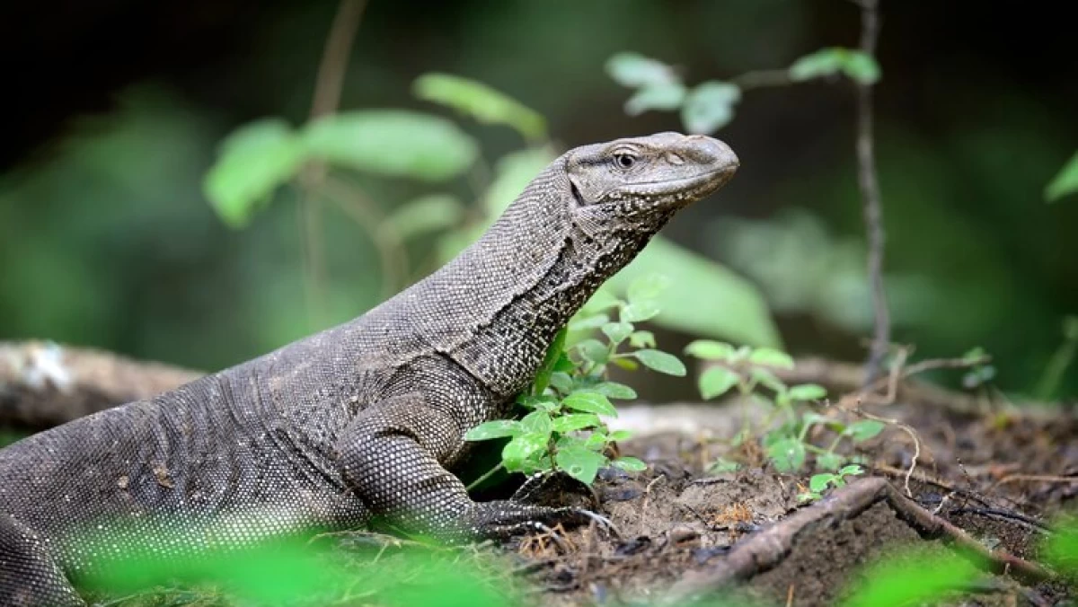 Bolehkah Makan Daging Biawak Air?