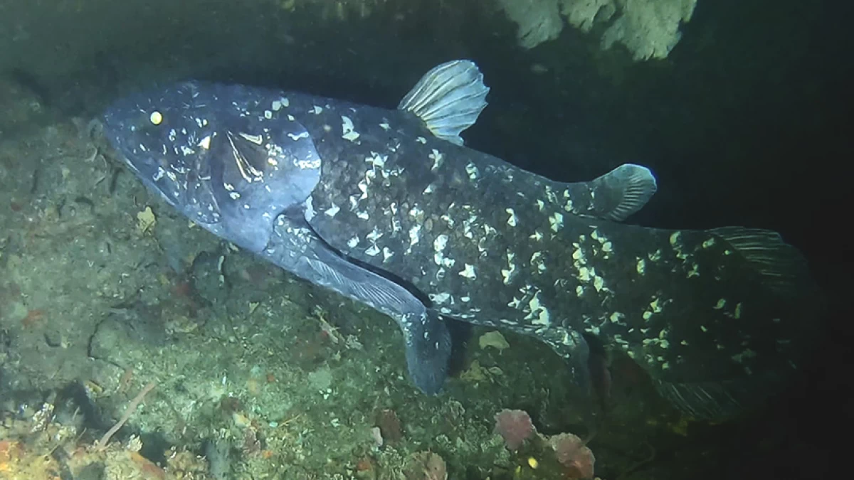 Ikan Purba Coelacanth: Hanya Ditemukan di Indonesia dan Afrika