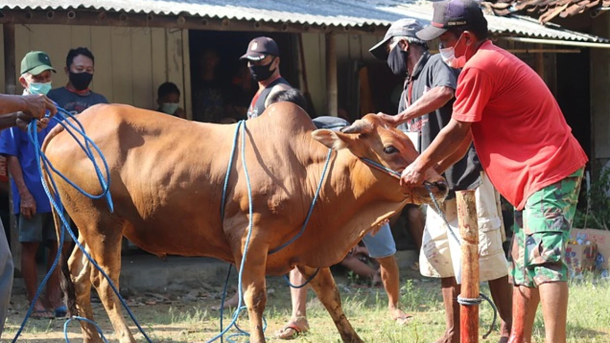 Kurban, Sedekah, dan Batas Taufiqi