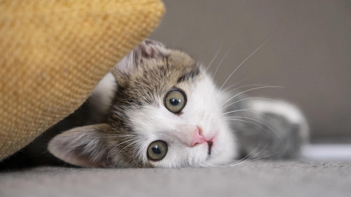 Sering Bikin Ribet, Ini Hukum Rontokan Bulu Kucing