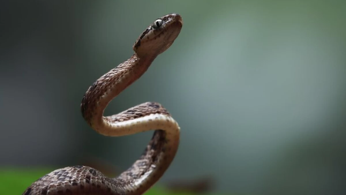 Bolehkah Makan Daging Ular saat Tersesat di Gunung?
