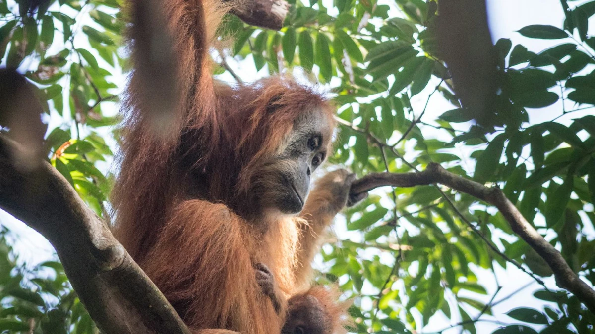 Hampir Punah, Habitat Orangutan Tapanuli Terancam Ekspansi Tambang