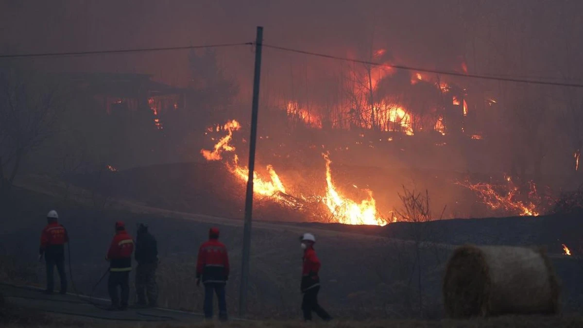 Korea Selatan Beri Penghargaan 3 WNI: Dianggap Berjasa Saat Kebakaran Hutan