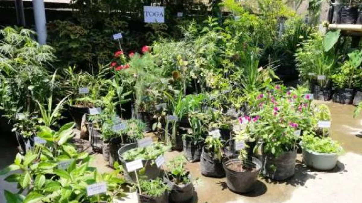 Rekomendasi Tumbuhan Herbal yang Mudah Ditanam di Rumah