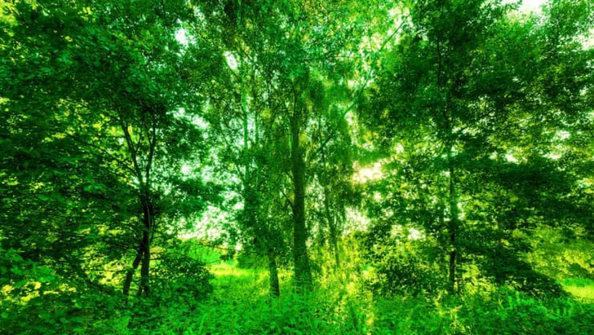 Belajar dari Muhammadiyah, Tanah Wakaf Disulap Jadi Hutan dan Ekowisata