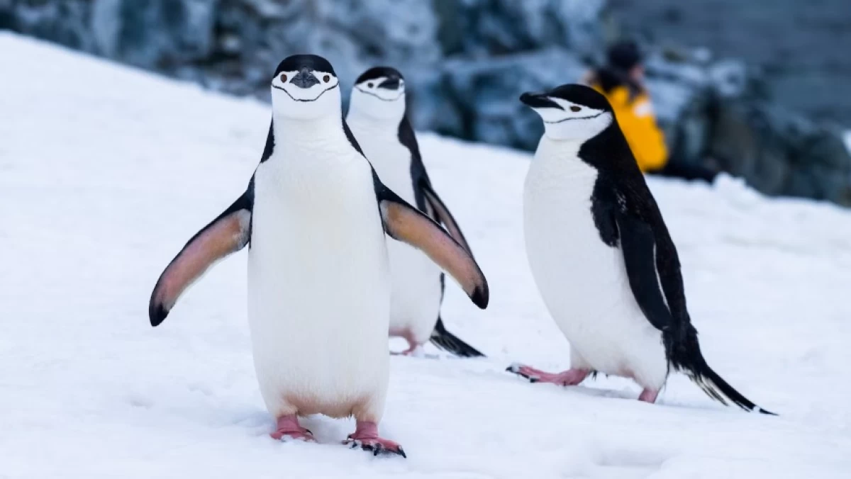 Tanggal 20 Januari Hari Apa, Hari Penguin dan Hari Inagurasi Presiden AS