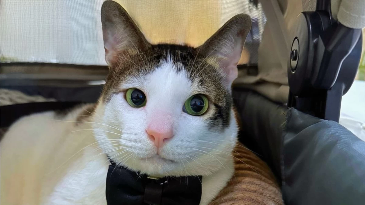 Bukan soal Bobby Kertanegara Tinggal di Istana Negara, tapi Status Hukum Bulu Kucing