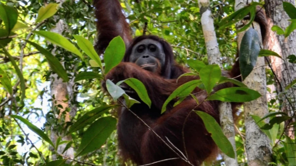 Deforestasi Hampir 1.000 Hektar di Kapuas Hulu Ancam Habitat Orang Utan