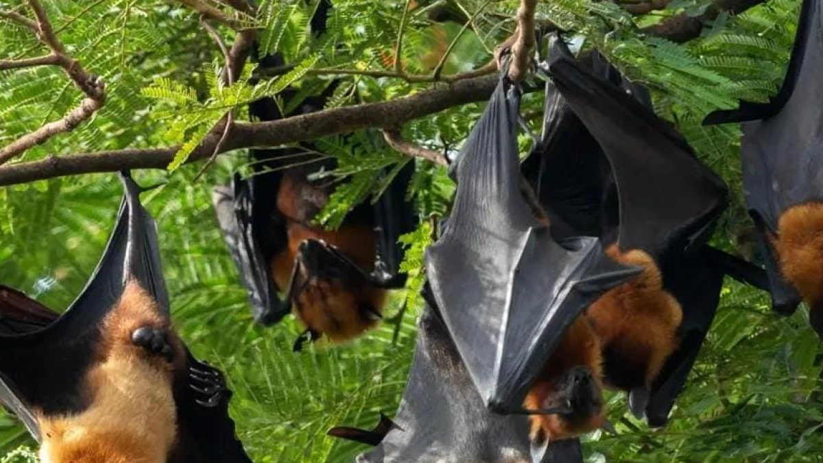 Mengenal Virus Nipah, Penyakit Mematikan dari Kelelawar yang Jadi Perhatian Dunia
