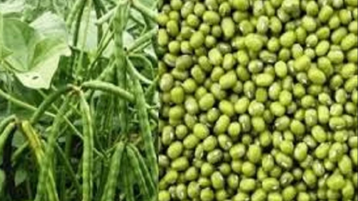 Ketahui Manfaat Kacang Hijau untuk Kesehatan dan Kandungan Nutrisinya