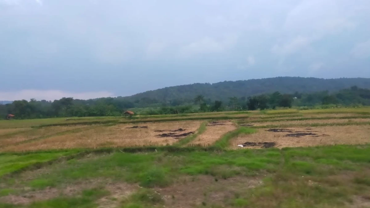 Mengenal Kemarau Basah: Penyebab, Tanda, dan Dampaknya