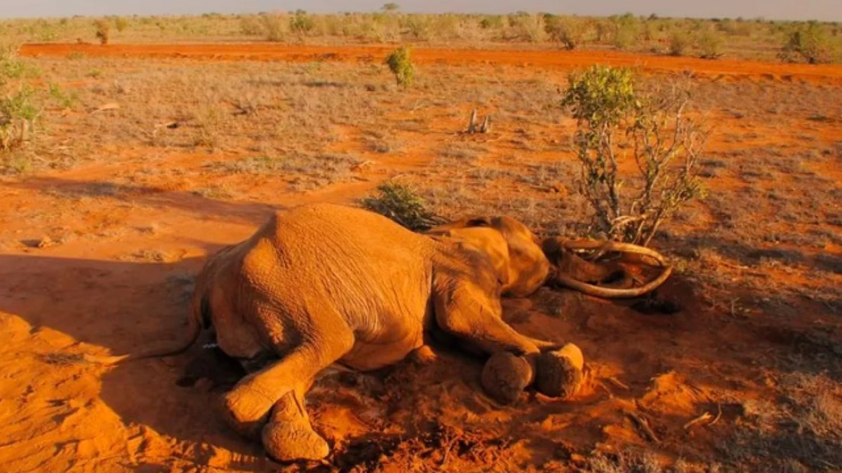 Kematian 350 Gajah di Botswana Afrika Selatan Akibat Krisis Iklim
