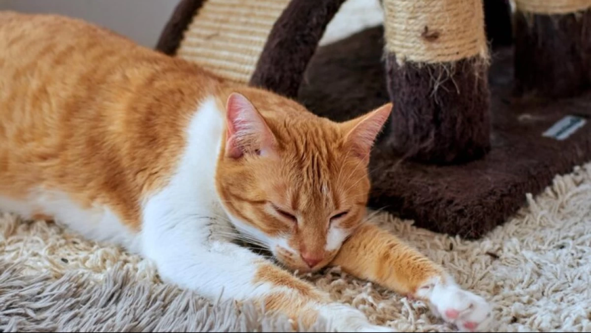 Sajadah untuk Tiduran Kucing, Najiskah?
