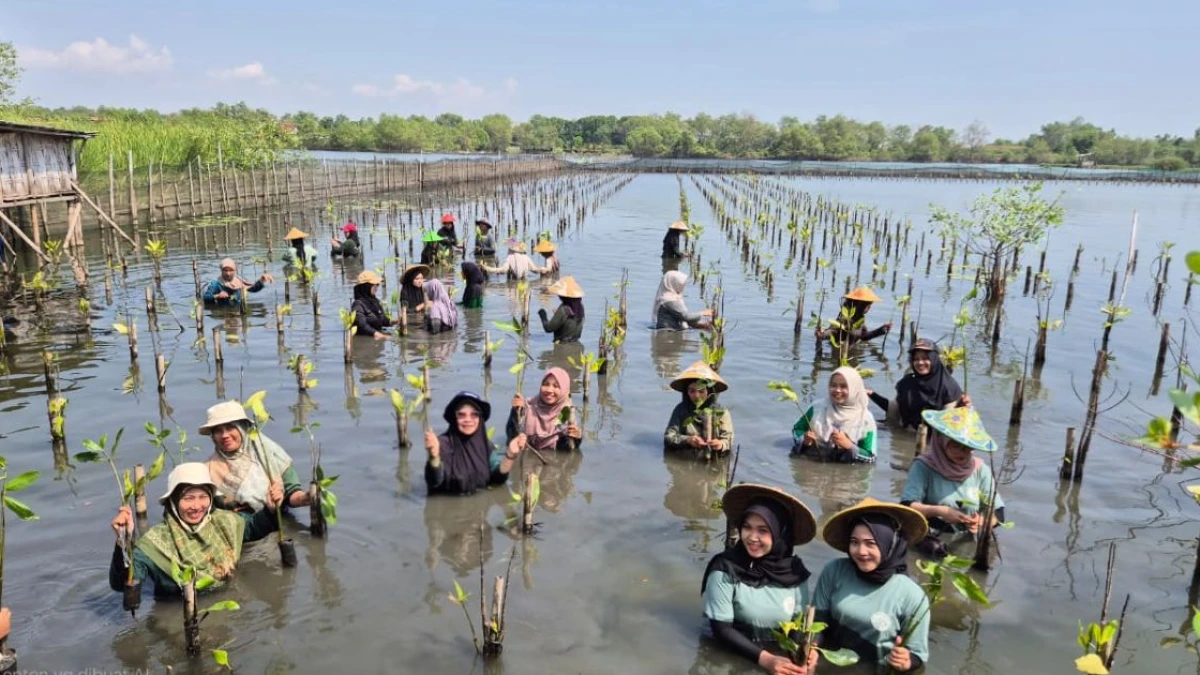 Menanam Mangrove, Perempuan Pesisir Utara Pekalongan Menanam Kehidupan