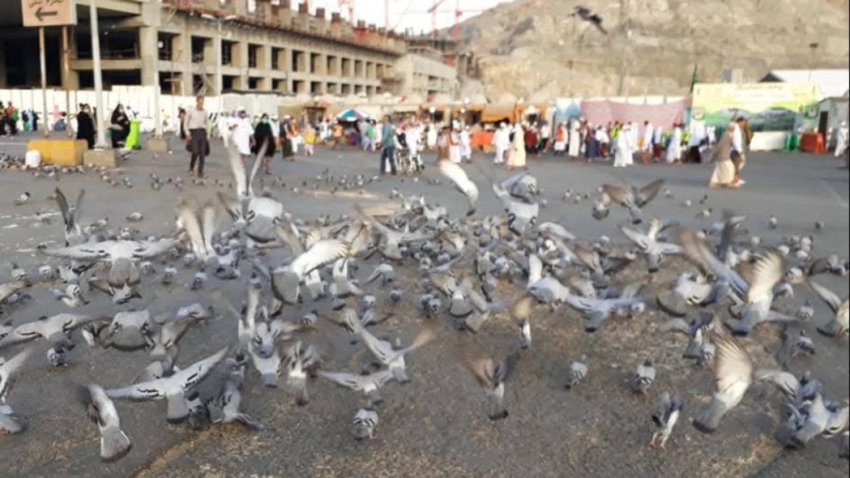 Larangan Menggertak Burung Merpati di Tanah Haram