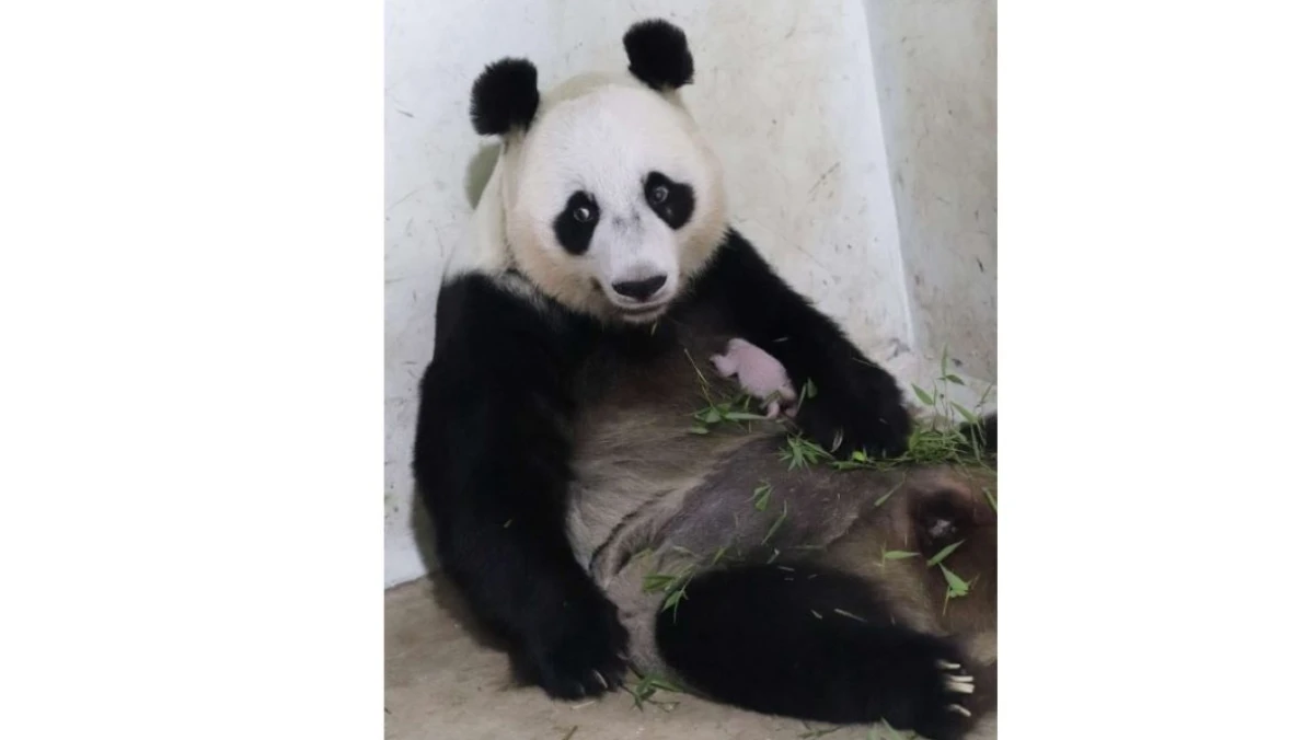 Bayi Panda Pertama Lahir di Indonesia, Jadi Simbol Diplomasi RI–Tiongkok