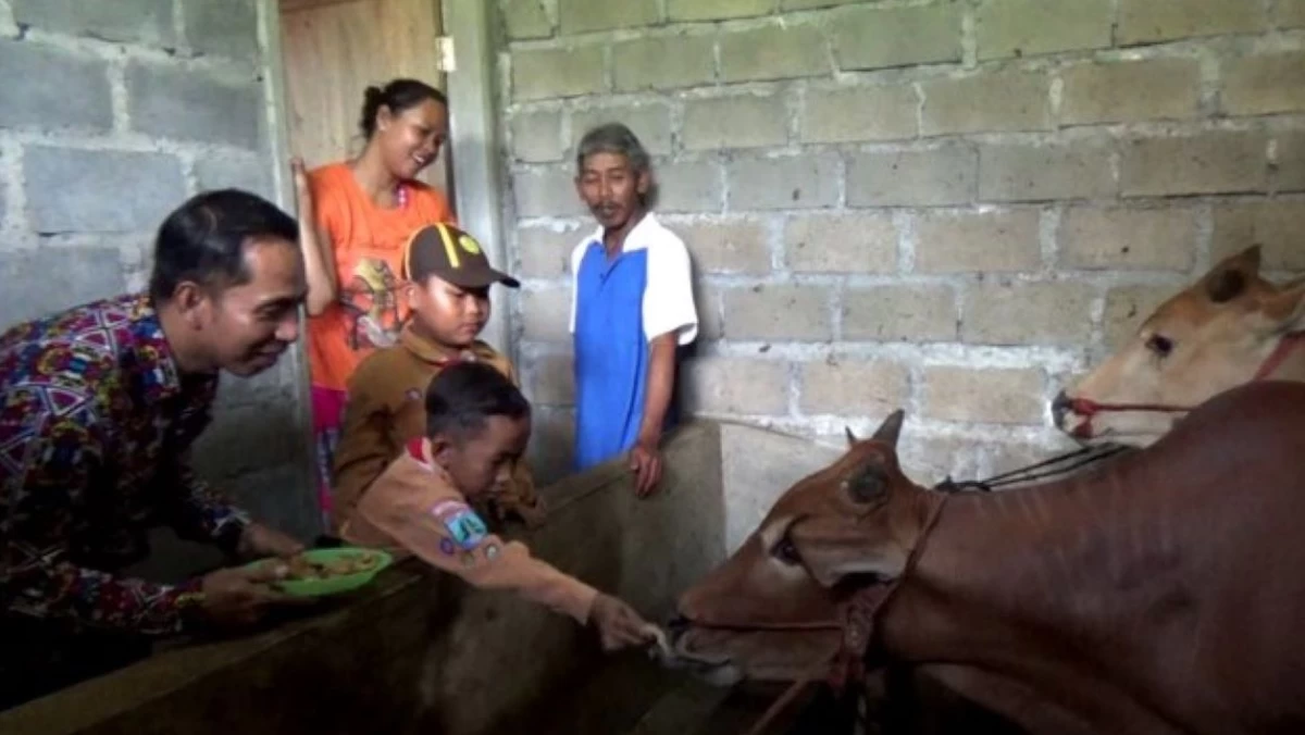 Sapi Makan Martabak? Bisa, tapi Martabak Bukan Makanan Alami untuk Sapi
