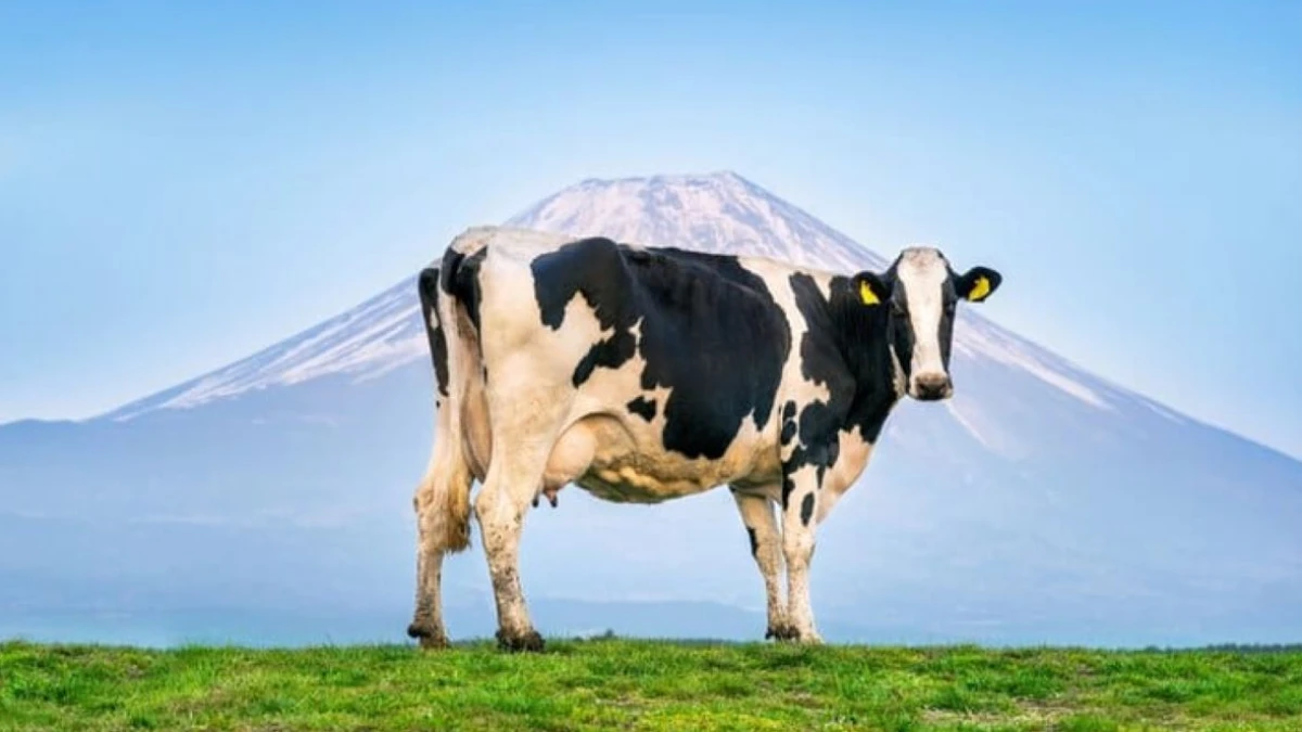 Sapi: Persoalan Ekologi, Agama, dan Kebijakan Pemerintah Indonesia