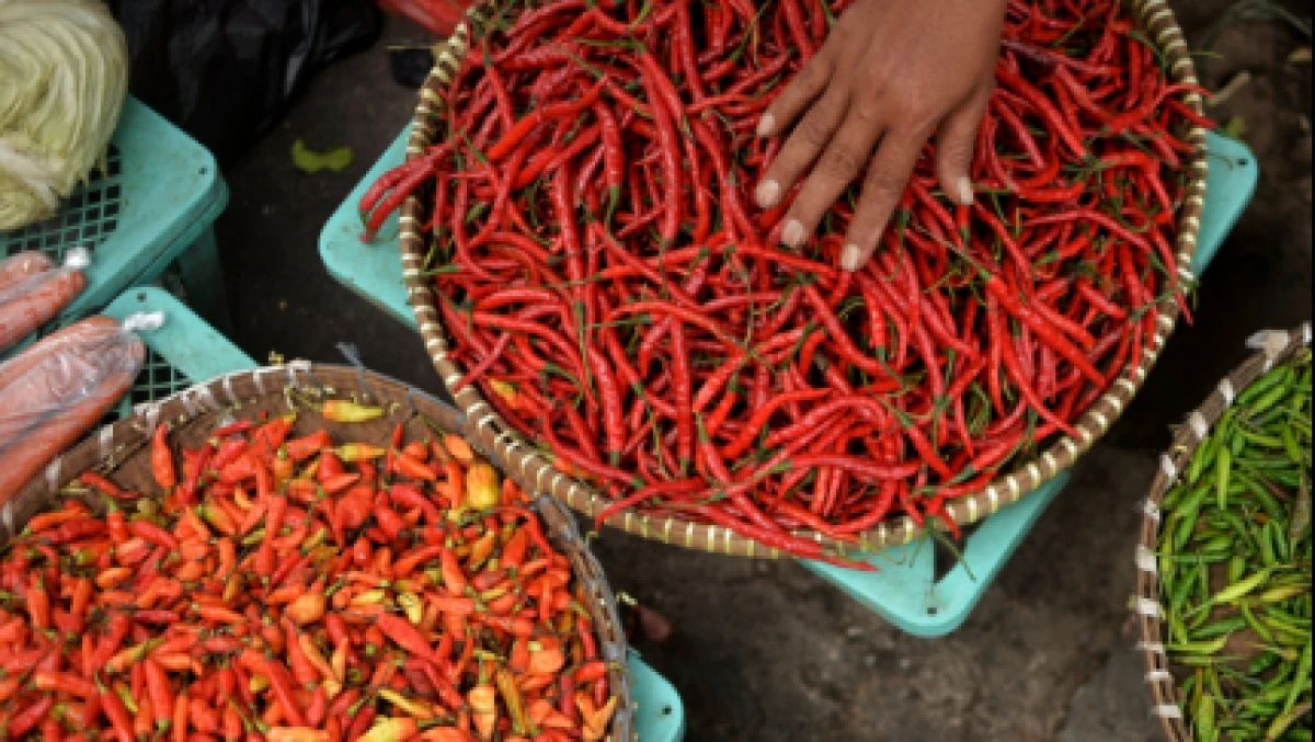 Harga Cabai Tembus Rp100 ribu per Kilogram, Kenaikan Dipicu Cuaca