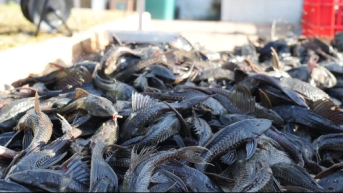 Peneliti BRIN Ungkap Strategi Pengendalian Populasi Ikan Sapu-sapu