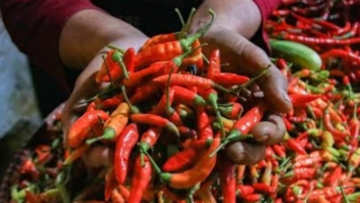 Kabar Pangan Hari Ini, Harga Cabai Rawit Kian Melejit