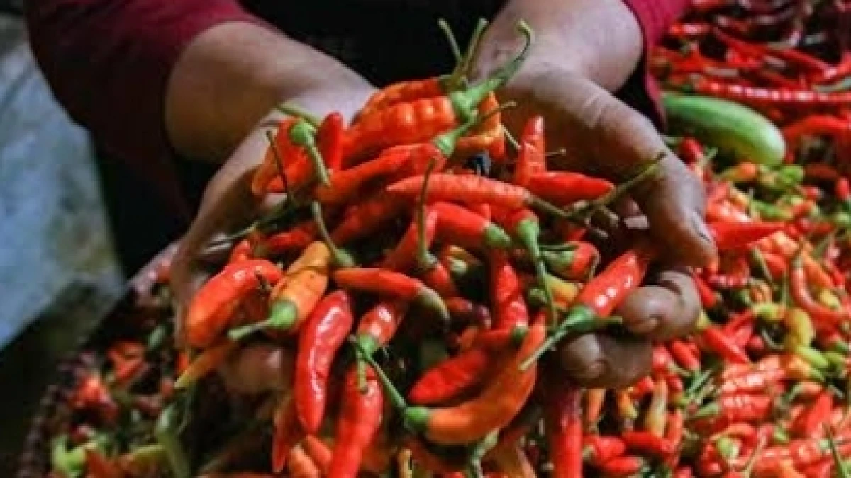 Harga Cabai Rawit Tembus Rp99.550 per kg, Cabai Merah Keriting Rp108.750 per kg