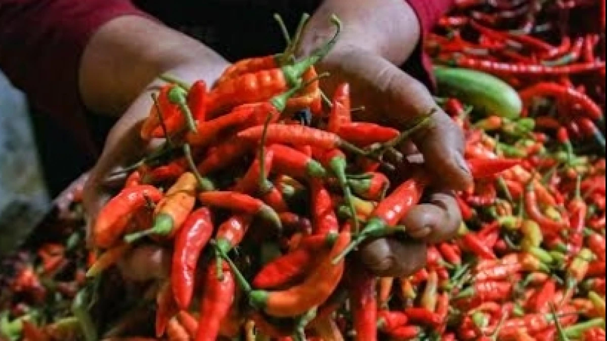 Harga Cabai Rawit Masih Tembus Rp132.850 per kilogram, Pedagang Keluhkan Pasokan dari Petani