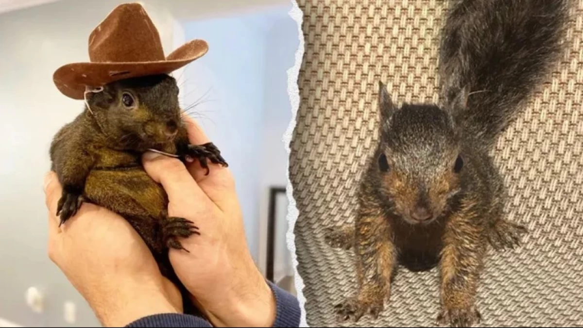 Viral Squirrel Peanut di New York, Ini Pandangan Islam tentang Eutanasia Hewan