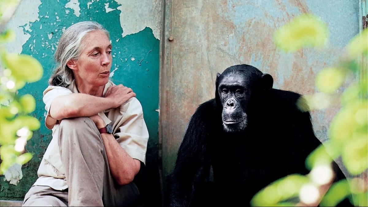 Bisikan dari Gombe: Jane Goodall, Harapan, dan Politik yang Lahir dari Hutan
