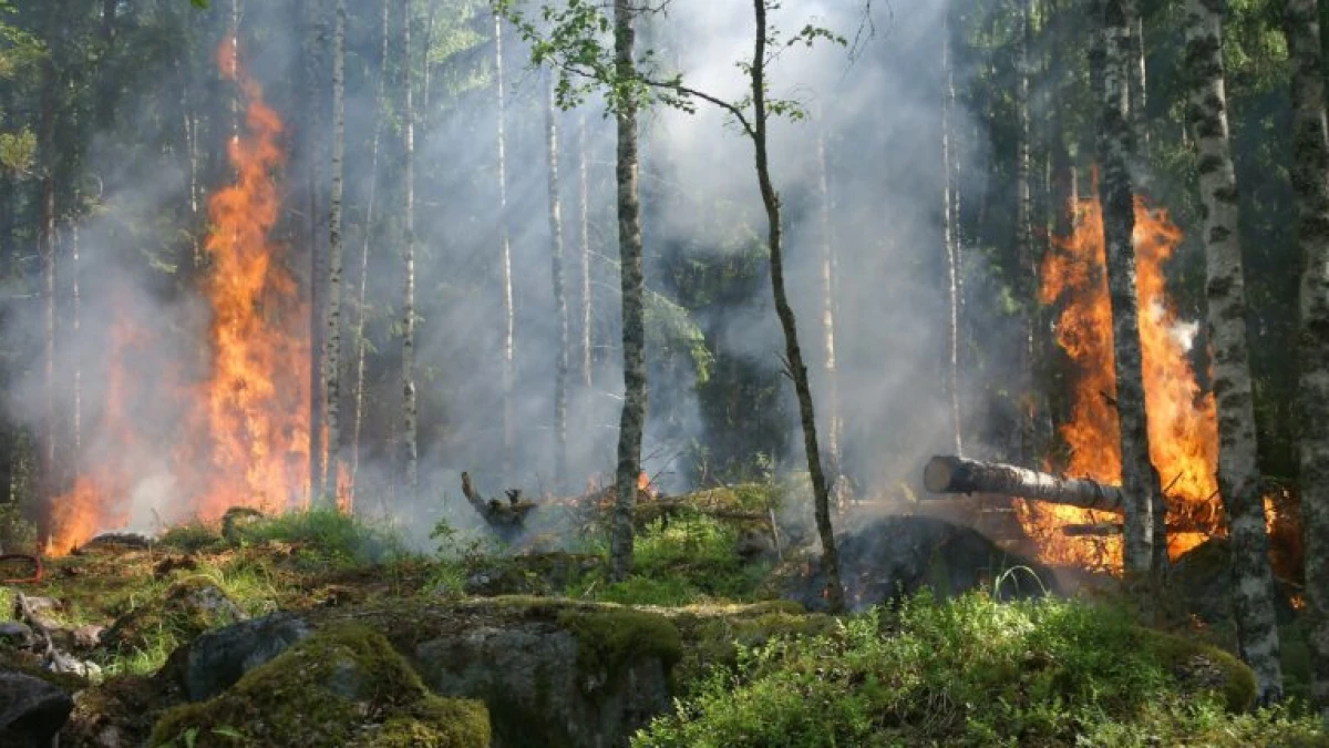 67 Ribu Hektar Lahan Terbakar, Target Emisi Nasional Terancam Tak Tercapai