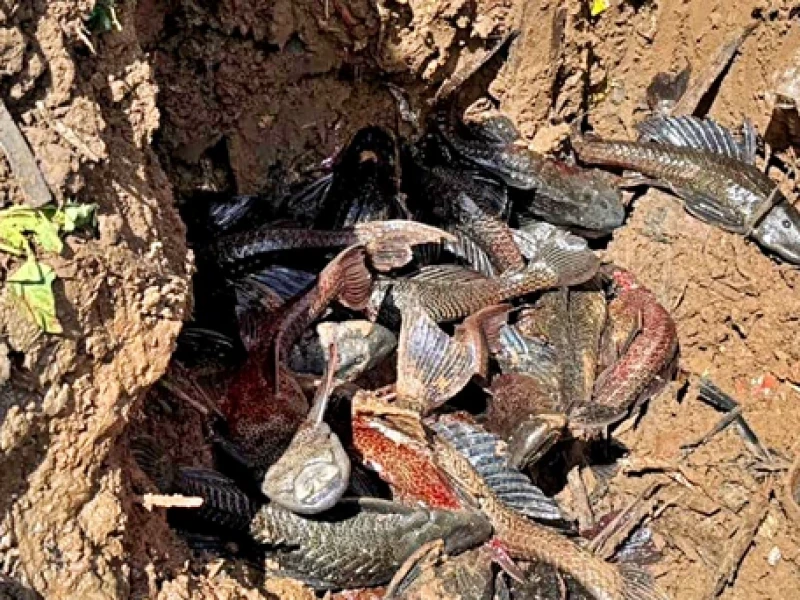MUI Kritik Cara Pemusnahan Ikan Sapu-Sapu di Jakarta,  Pramono Janji Perbaiki Metode