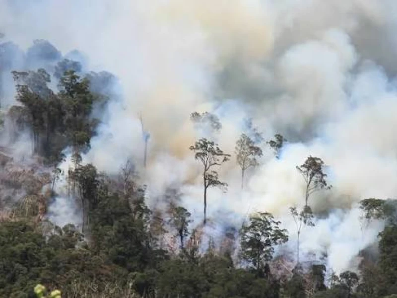 Korporasi Masih Jadi Pemicu Utama Karhutla 2025