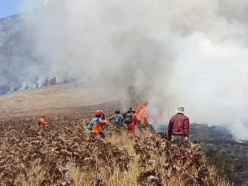Karhutla di Bromo Makin Meluas, Satwa Liar Kehilangan Habitat