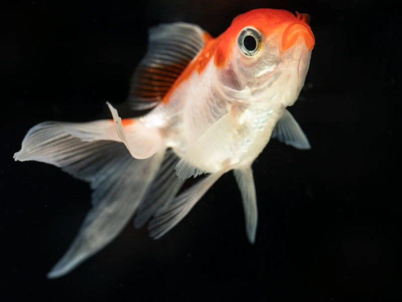Bagaimana Hukum Makan Ikan Hidup-hidup seperti Kuliner Yin Yang Fish?