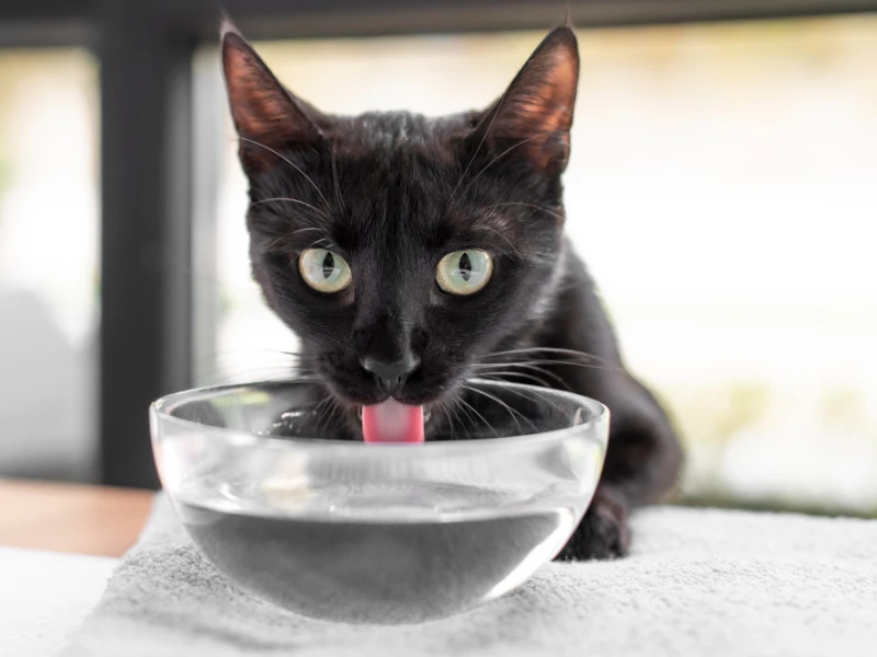 Air Bekas Jilatan Kucing, Najis atau Suci?