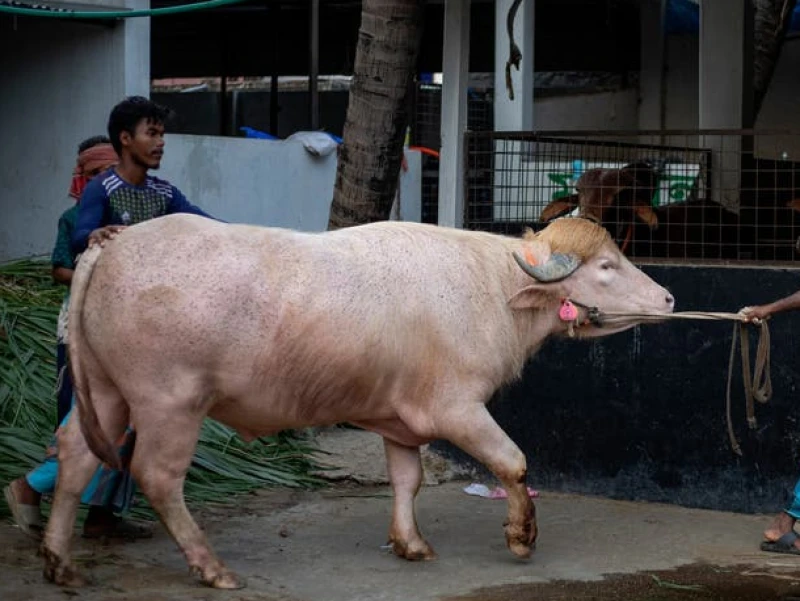 Kerbau Albino Mirip Donald Trump Viral Jelang Idul Adha di Bangladesh