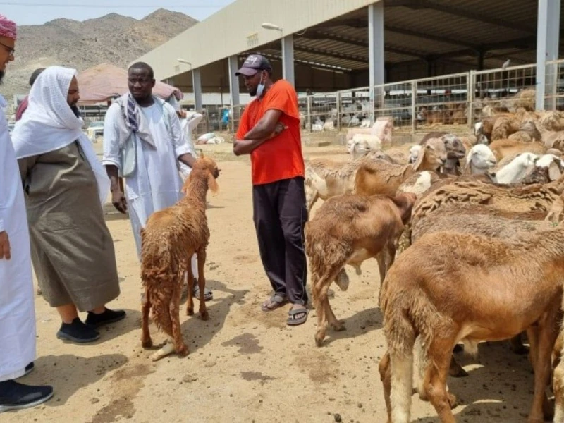 Daging Dam Jemaah Haji Bakal Disalurkan ke Palestina