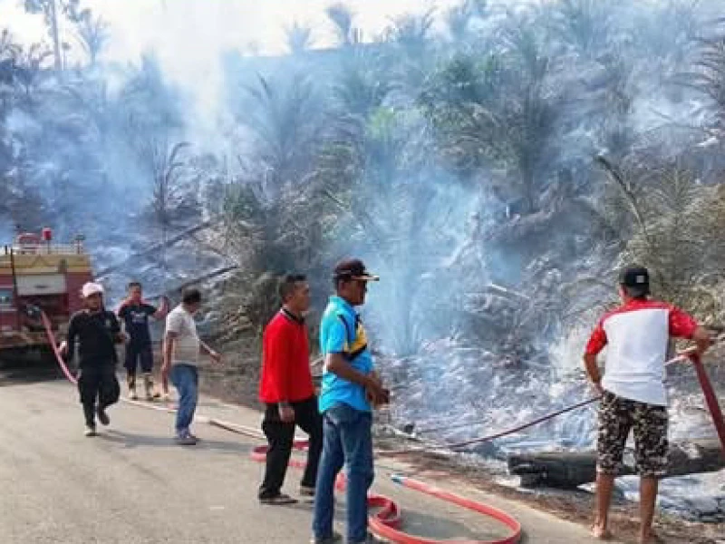Mengapa Lahan Bekas Karhutla Tidak Bisa Sembarang Ditanami Sawit?
