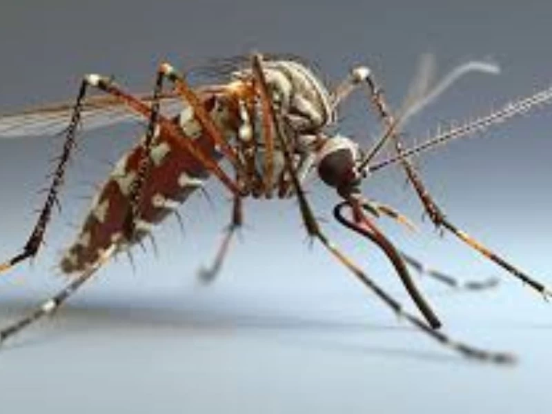 Kenali Ciri-ciri Nyamuk Aedes Aegypti Penyebab DBD yang Rawan di Musim Hujan